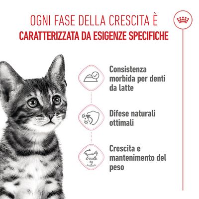 Royal Canin Kitten Sterilised in Gelatina - 24 x 85 g