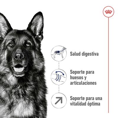 Salud digestiva, soporte para huesos y articulaciones, soporte para una vitalidad óptima. Ilustraciones junto a un perro pastor alemán y logotipo de Royal Canin.