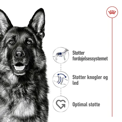 Illustration med tekst: Støtter fordøjelsessystemet, Støtter knogler og led, Optimal støtte. Tre ikoner viser hund med mave, led og hjerte.