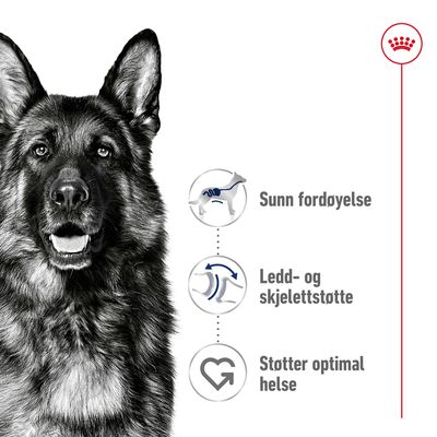 Royal Canin Maxi Adult