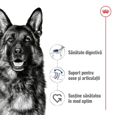 Sănătate digestivă, suport pentru oase și articulații, susține sănătatea în mod optim – beneficii prezentate lângă silueta unui câine. Simbol Royal Canin în colțul dreapta sus.