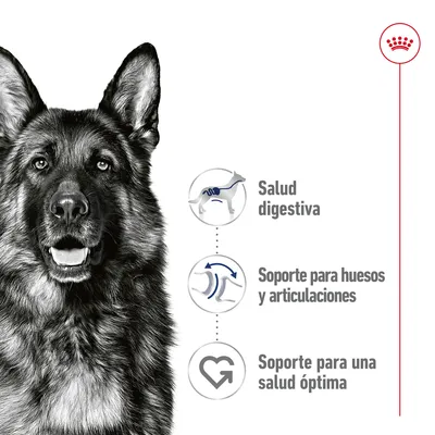 Iconos y texto: Salud digestiva, Soporte para huesos y articulaciones, Soporte para una salud óptima. Logotipo de Royal Canin en la esquina superior derecha.