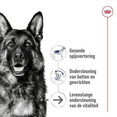 Gezonde spijsvertering, ondersteuning van botten en gewrichten, levenslange ondersteuning van de vitaliteit. Afbeelding van een Duitse herder links.