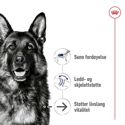 Royal Canin Maxi Ageing 8+