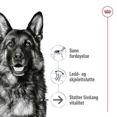 Royal Canin Maxi Ageing  i saus