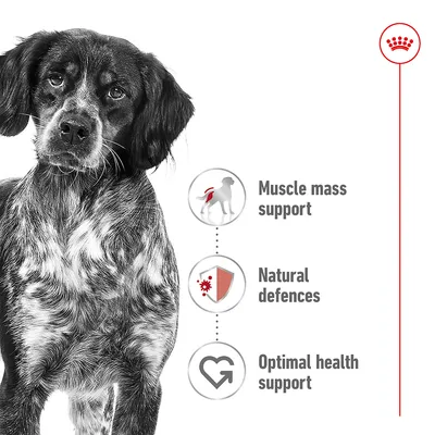 Image showing muscle mass support, natural defences, and optimal health support as key product benefits, with icons and a dog beside the feature list.