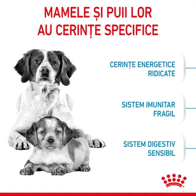 MAMELE ȘI PUII LOR AU CERINȚE SPECIFICE: cerințe energetice ridicate, sistem imunitar fragil, sistem digestiv sensibil. Imagine cu doi câini. Siglă Royal Canin jos dreapta.