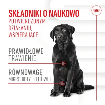 Składniki o naukowo potwierdzonym działaniu, wspierające prawidłowe trawienie i równowagę mikrobioty jelitowej. Obok czarny pies rasy labrador.
