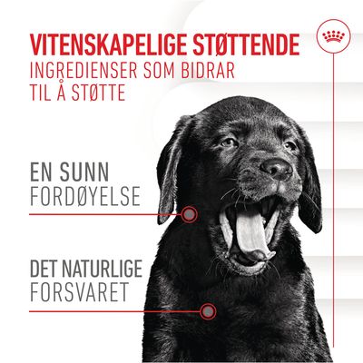 Royal Canin Puppy Immunity & Digestion Chews kosttilskudd