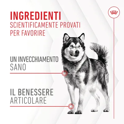 Ingredienti scientificamente provati per favorire un invecchiamento sano e il benessere articolare. Testo promozionale con immagine di cane.