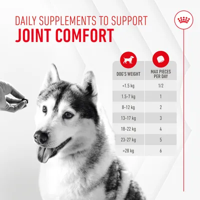 Royal Canin Joint & Ageing Supplement Adult Σνακ Μάσησης - 240 g (60 τεμάχια)