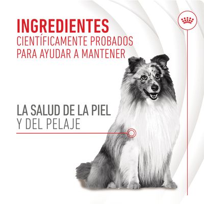 Ingredientes científicamente probados para ayudar a mantener la salud de la piel y del pelaje. Imagen de un perro de pelo largo en blanco y negro.