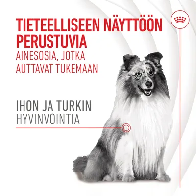 Tieteelliseen näyttöön perustuvia ainesosia, jotka auttavat tukemaan ihon ja turkin hyvinvointia. Kuvassa pitkäkarvainen koira.
