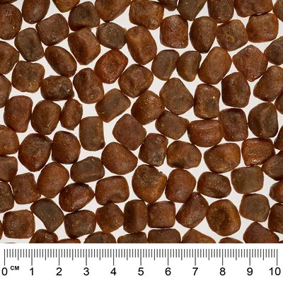 Close-up of brown, square dry food pieces with size scale in centimetres from 0 to 10 cm at the bottom of the image.