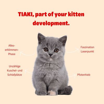 TIAKI, onderdeel van de ontwikkeling van uw kitten. Alles-beklimmen-fase, fascinatie voor laserpunt, talloze knuffel- en slaapplaatsen, pootslag.