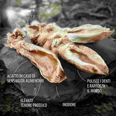 Orecchie di animale essiccate con testo: adatto in caso di sensibilità alimentari, elevato tenore proteico, inodore, pulisce i denti e rafforza il morso.