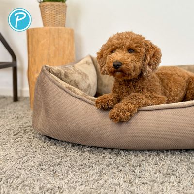 Petit chien brun allongé dans un panier pour chien beige et rembourré, posé sur un tapis gris. En haut à gauche, un logo P bleu est visible.