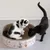 Deux chatons sur un griffoir rond en carton décoré de motifs animaux et festifs, l’un assis à l’intérieur, l’autre debout à côté. Matériau visible : carton.