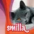smilla Finest Healthy Nutrition, image d’un chat gris allongé. Texte en anglais visible sur l’emballage.