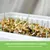 Cat grass as a dietary supplement for digestive purposes. Text: ... and watch the magic as it grows.