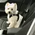 Hund mit schwarzem Sicherheitsgeschirr auf einem Autositz, angeschnallt mit einem Sicherheitsgurt.