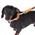 Hund mit orangefarbenem Halsband und Leine aus Leder, goldene Schnalle und Befestigung. Markenlogo sichtbar auf der Leine.