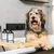 Dog in bathtub with kooa shampoo and brush on wooden tray. Premium care brand for pets.