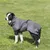 Chien noir et blanc portant un manteau gris en tissu avec motif patte bleue sur l’arrière, debout sur de l’herbe. Sangle visible autour du corps.