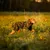 Dog in camouflage outfit walking through a meadow at sunset.