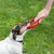 Dog playing with red chew toy held by a hand.