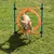 Hund springt durch einen orangefarbenen Trainingsreifen, montiert auf blauen Stangen, auf einer grünen Wiese.