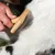 Hand holding a wooden brush with metal bristles, brushing white animal fur.