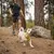 Small white dog wearing a yellow harness and lead, walking with a person on a forest trail. The harness and lead are clearly visible in use outdoors.