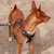 Hund mit schwarzem Geschirr und passender Leine mit geometrischem Muster. Geschirr zeigt Logo mit Pfotenabdruck.