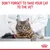 Text reads: Don't forget to take your cat to the vet. Image shows a cat on an examination table with a person in a white coat behind it.