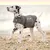Dalmatian wearing a grey ThunderShirt vest on the beach. Calming product for dogs visible.