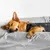 Golden dog lying on a grey striped bed, wearing a dark grey ThunderShirt with visible ThunderShirt brand patch on the side.