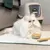 Gato blanco de pelo largo sobre una alfombrilla junto a un cepillo y un peine, al fondo un arenero cerrado.