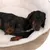 Schlafender Hund in einem beigen, gepolsterten Haustierbett mit weissem Innenfutter.