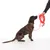 Chien assis portant un collier, attaché à une longue laisse orange tenue par une personne. Laisse en plastique avec poignées noires visibles.