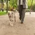 Person leder en hund med ett grönt koppel genom en park. Fokus på kopplet och promenaden.