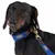 Hund mit blauem Halsband und Leine von Nomad Tales, Lederdetails und goldfarbenem Karabinerhaken sichtbar.