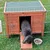 Wooden small animal house with green roof, ramp and mesh enclosure. Dark grey rabbit leaving the house. Food bowl with seeds and water bottle visible.