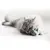 Chat à poils longs allongé sur le sol, la tête posée sur une peluche en forme de souris grise.