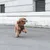 Small dog with black harness carries a toy in its mouth and runs on a street.