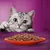 Graue Katze mit grossen Augen schaut auf einen Teller mit saftigen Fleischstücken in Sosse vor einem violetten Hintergrund.