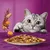 Assiette de bouchées en sauce avec morceaux orange, chat gris tigré regardant la nourriture sur fond violet. Aucun nom de marque ou texte visible.