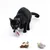 Schwarze Katze spielt mit einem lila Stoffspielzeug in Mausform. Zwei weitere Stoffspielzeuge, ein Affe und ein Koala, liegen im Vordergrund.