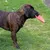 Hund med brun pels holder en rød frisbee i munden på en grøn eng.