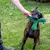 Hund spielt mit grünem Kauspielzeug in Knochenform, das von einer Hand gehalten wird.